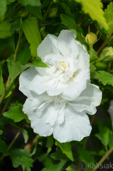 Hibiscus syriacus WHITE PILLAR 'Gandini van Aart' (Ketmia syryjska)  - C3