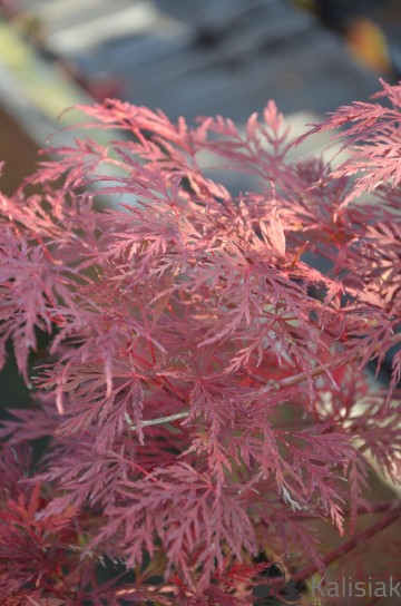 Acer palmatum 'Emerald Lace' (Klon palmowy)  - C5 bonsai
