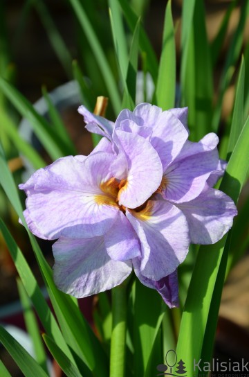 Iris sibirica 'Pink Parfait' (Kosaciec syberyjski)  - C2