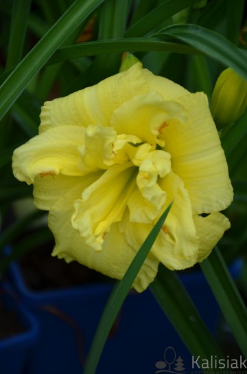 Hemerocallis 'Cabbage Flower' (Liliowiec ogrodowy)  - C3