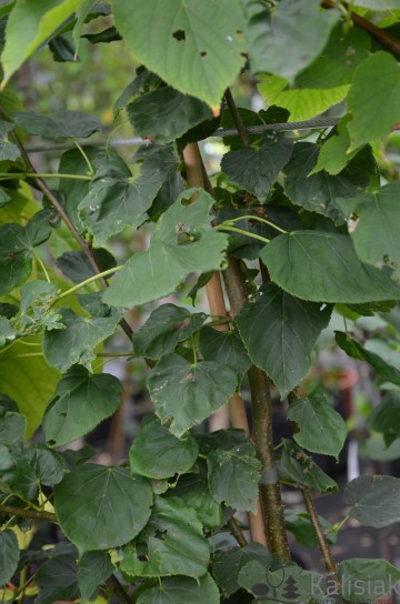 Tilia americana 'Convexifolia' (Lipa amerykańska)  - C7,5 PA