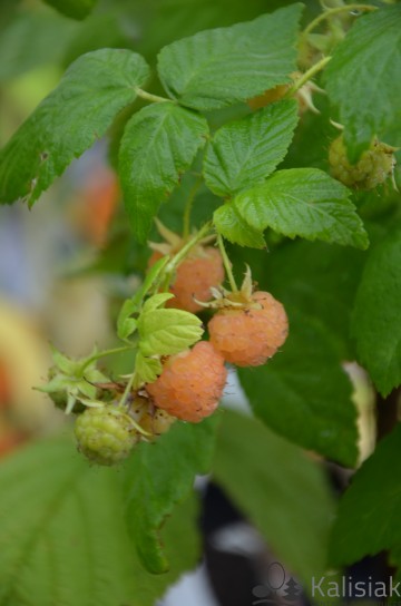 Rubus idaeus 'Golden Queen' (Malina powtarzająca)  - C3