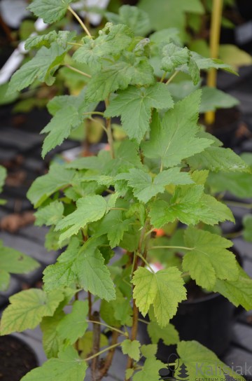 Ribes nigrum 'Titania' (Porzeczka czarna)  - C3
