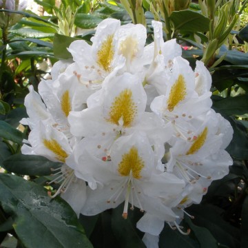 Rhododendron 'Madame Masson' (Różanecznik)  - C3 PA