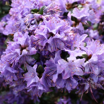 Rhododendron impeditum 'Select' (Różanecznik gęsty)  - C3