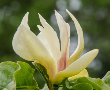 Magnolia 'Sunsation' (Magnolia)  - C7,5