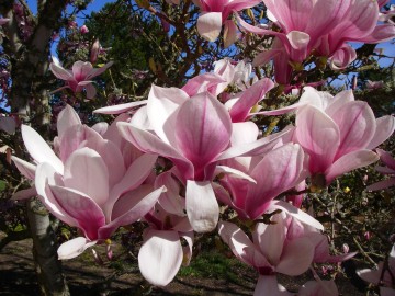 Magnolia soulangeana 'Winelight' (Magnolia Soulange'a)  - C5