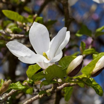 Magnolia 'Norman Gould' (Magnolia)  - C5
