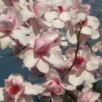 Magnolia 'Iolanthe' (Magnolia)  - C5 PA