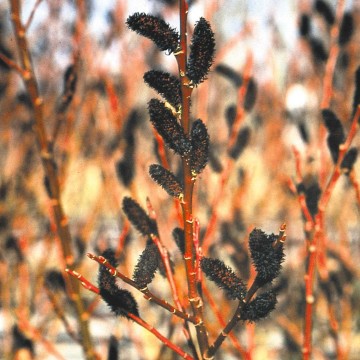 Salix gracilistyla 'Melanostachys' (Wierzba smukłoszyjkowa)  - C2