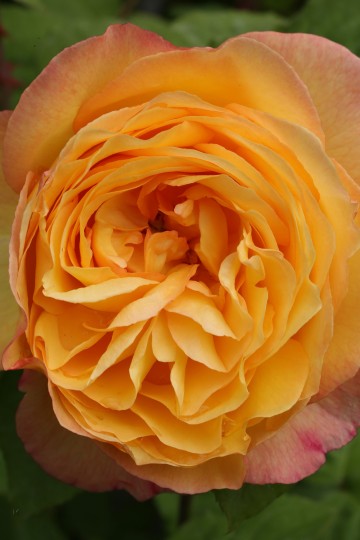 Rosa 'Alchymist' (Róża pnąca)  - C2