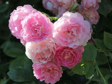 Rosa 'Jasmina' (Róża pnąca)  - C5
