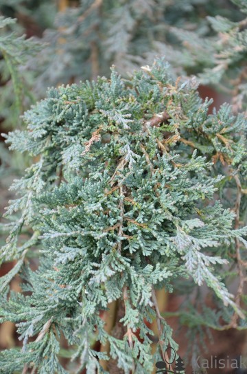 Juniperus horizontalis ICEE BLUE 'Monber' (Jałowiec płożący)  - C4 PA