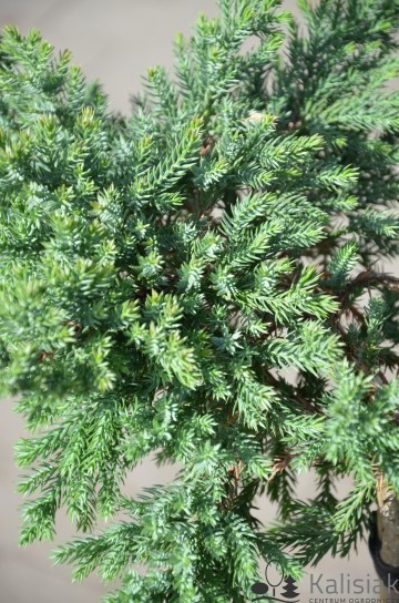Juniperus procumbens 'Kishiogima' (Jałowiec rozesłany)  - P16