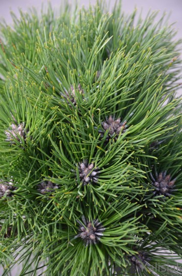 Pinus nigra 'Marie Bregeon' (Sosna czarna)  - C5 PA