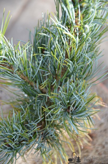 Pinus parviflora 'Bonnie Bergman' (Sosna drobnokwiatowa)  - C5