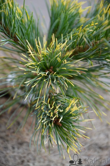 Pinus parviflora 'Goldilocks' (Sosna drobnokwiatowa)  - C4