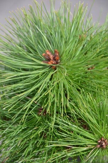 Pinus densiflora 'Kim' (Sosna gęstokwiatowa)  - C5 PA