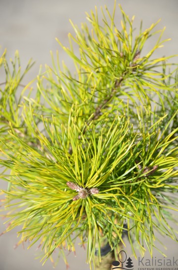 Pinus uncinata 'Tukan' (Sosna hakowata)  - C5 PA