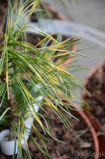 Pinus koraiensis 'Dragon Eye' (Sosna koreańska)  - C5