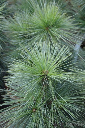 Pinus x schwerinii 'Wiethorst' (Sosna Schwerina)  - C5