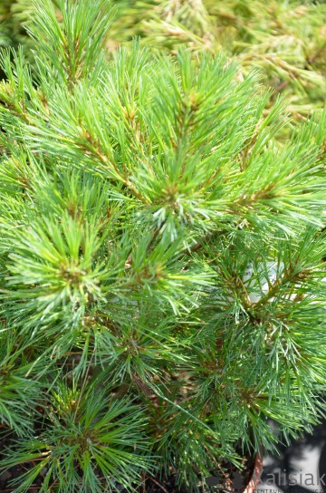 Pinus strobus 'Greg' (Sosna wejmutka)  - C5 PA