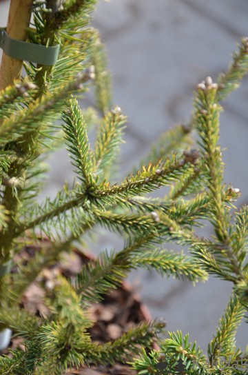 Picea abies 'Matches' (Świerk pospolity)  - C4