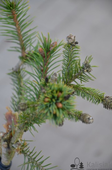 Picea abies 'Pusch' (Świerk pospolity)  - P14