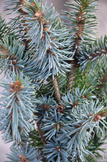 Picea sitchensis 'Wiesje' (Świerk sitkajski)  - C5 PA