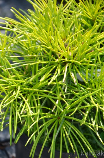 Sciadopitys verticillata (Sośnica japońska)  - C5 bonsai