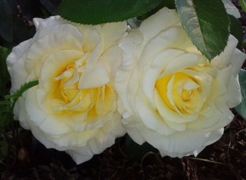 Rosa 'Chopin' (Róża wielkokwiatowa)  - C5