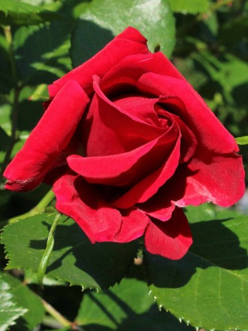 Rosa 'Sympathie' (Róża pnąca)  - C2