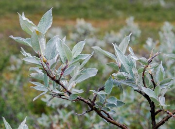 Salix helvetica (Wierzba szwajcarska)  - C3