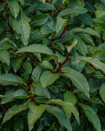 Salix moupinensis (Wierzba mupińska)  - C3 PA