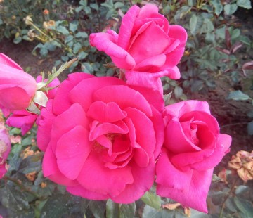 Rosa 'Criterion' (Róża wielkokwiatowa)  - C5