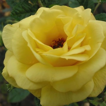 Rosa 'Jan Spek' (Róża wielkokwiatowa)  - C5
