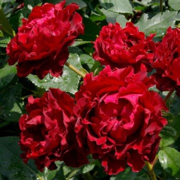Rosa 'Hommage a Barbara' (Róża wielkokwiatowa)  - C5