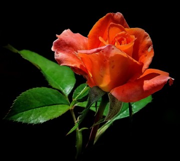 Rosa 'Sika' (Róża wielkokwiatowa)  - C5