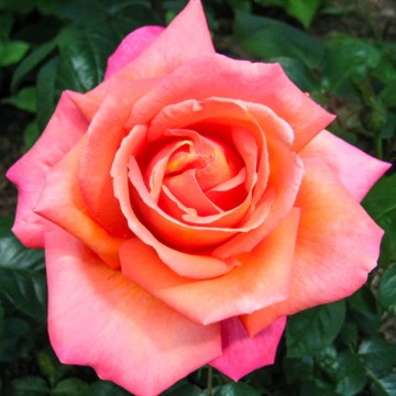 Rosa 'Troika' (Róża wielkokwiatowa)  - C5