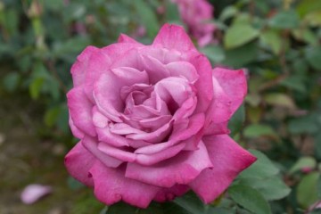 Rosa 'Lila Wunder' (Róża)  - C5