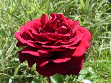 Rosa 'Burgund' (Róża wielkokwiatowa)  - C5