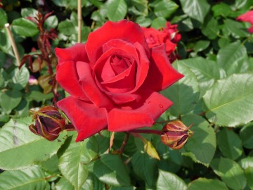 Rosa 'Musimara' (Róża pnąca)  - C5