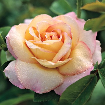 Rosa 'Peace' (Róża wielkokwiatowa)  - C5