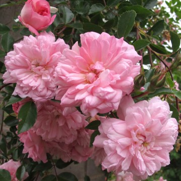 Rosa 'Francois Juranville' (Róża pnąca)  - C5