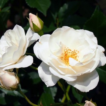 Rosa 'Iceberg' (Róża pnąca)  - C5