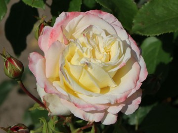 Rosa 'Athena' (Róża wielkokwiatowa)  - C5
