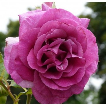 Rosa 'Violette Perfume' (Róża pnąca)  - C5