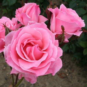 Rosa 'Queen Elizabeth' (Róża)  - C5
