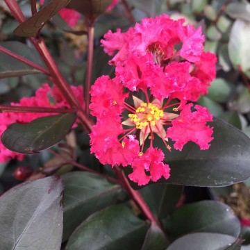 Lagerstroemia indica 'Double Dynamite' (Lagerstremia indyjska)  - C5