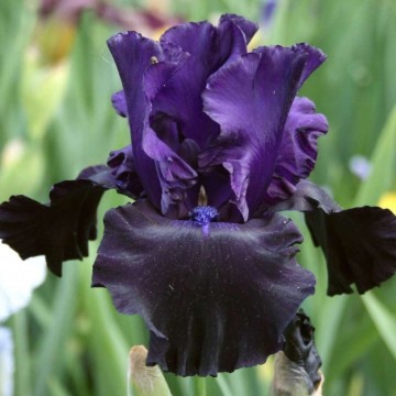 Iris germanica 'Black Knight' (Kosaciec bródkowy)  - P11